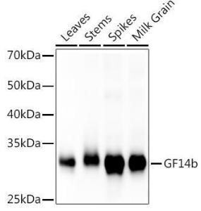 Western blot analysis of extracts of various tissues from the japonica rice (Oryza sativa L ) variety Zhonghua 11, using Anti-G-box binding factor Antibody (A309895) at 1:1,000 dilution