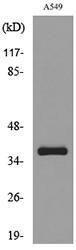 Western blot analysis of lysate from A549 cells using Anti-SLC10A1 Antibody