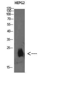 Western blot analysis of HEPG2 cells using Anti-PLGRKT Antibody