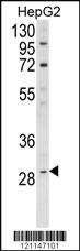 Anti-REC8 Rabbit Polyclonal Antibody