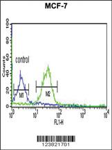 Anti-TAF2 Rabbit Polyclonal Antibody