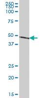 Anti-NDUFS2 Mouse Polyclonal Antibody