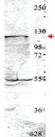 Anti-NEDD4 Rabbit Polyclonal Antibody