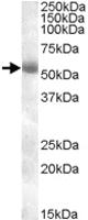 Anti-TMPRSS2 Goat Polyclonal Antibody