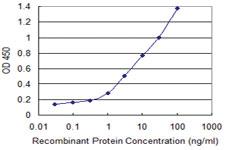 Anti-DHDH Mouse Monoclonal Antibody [clone: 3A11]