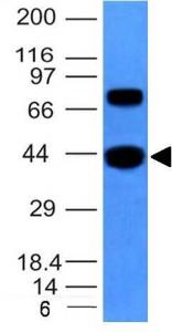 Western blot analysis of hSKM cell lysate using Anti-Muscle Actin Antibody [MSA/953]