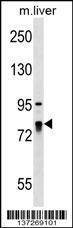 Anti-LARP4 Rabbit Polyclonal Antibody (Biotin)