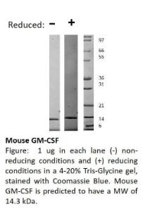 Mouse recombinant GM-CSF (from <i>E. coli</i>)