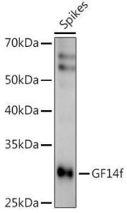 Anti-GF14F Rabbit Polyclonal Antibody