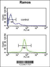 Anti-CBS Rabbit Polyclonal Antibody