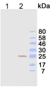 Western blotting using KT128. Lane 1: Mouse antibody with lambda light chain. Lane 2: Mouse antibody with kappa light chain. KT128 is used as primary antibody and peroxidase conjugated KT97 is used as secondary antibody