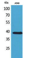 Western blot analysis of A549 cells using Anti-SLC10A1 Antibody