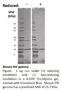 Mouse recombinant IFN gamma (from <i>E. coli</i>)