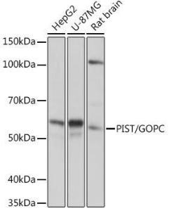 Western blot analysis of extracts of various cell lines, using Anti-PIST Antibody [ARC1831] (A307711) at 1:1,000 dilution