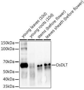 Western blot analysis of extracts of various tissues from the japonica rice (Oryza sativa L