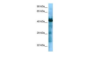 Anti-GHSR Rabbit Polyclonal Antibody