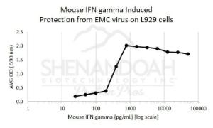 Mouse recombinant IFN gamma (from <i>E. coli</i>)