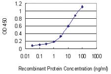 Anti-STX8 Mouse Monoclonal Antibody [clone: 2H1-1D11]