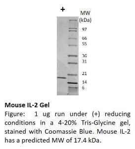 Mouse recombinant IL-2 (from <i>E. coli</i>)