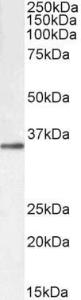 Anti-GNB3 Antibody (A82724 / Biotin) (0.1µg/ml) staining of HepG2 lysate (35µg protein in RIPA buffer). Primary incubation was 1 hour. Detected by chemiluminescence, using streptavidin-HRP and using NAP blocker as a substitute for skimmed milk.