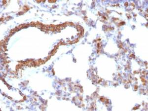 Immunohistochemical analysis of formalin-fixed, paraffin-embedded rat lung using Anti-Muscle Actin Antibody [MSA/953]