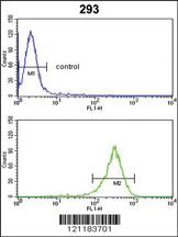 Anti-CBS Rabbit Polyclonal Antibody