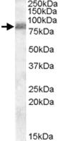 Anti-ZRANB1 Goat Polyclonal Antibody