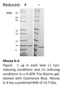 Mouse recombinent IL-4