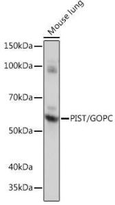 Western blot analysis of extracts of Mouse lung, using Anti-PIST Antibody [ARC1831] (A307711) at 1:1,000 dilution