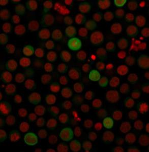 Immunofluorescent analysis of Jurkat cells stained with Anti-PD-L1 Antibody [PDL1/2743] followed by Goat Anti-Mouse IgG (CF&#174; 488) (Green). The nuclear counterstain is RedDot (Red)