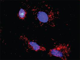 Anti-IGF1R + MDM2 Antibody Pair