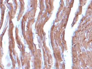 Immunohistochemical analysis of formalin-fixed, paraffin-embedded rat heart using Anti-Muscle Actin Antibody [MSA/953]