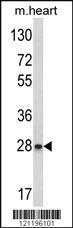 Anti-USP40 Rabbit Polyclonal Antibody