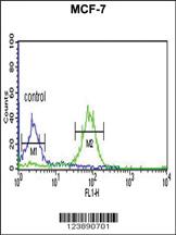 Anti-BOD1 Rabbit Polyclonal Antibody