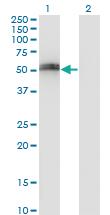 Anti-SPP1 Mouse Monoclonal Antibody [clone: 3G6]