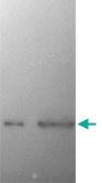 Anti-SNCA Mouse Monoclonal Antibody [clone: 2A7]