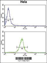 Anti-USP40 Rabbit Polyclonal Antibody