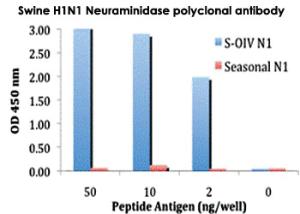 Anti-Swine H1N1 Neuraminidase Rabbit Polyclonal Antibody