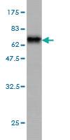 Anti-DNAJB5 Mouse Monoclonal Antibody [clone: 1C3]