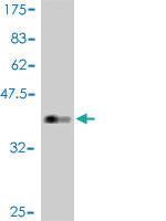 Anti-FOXO3 Mouse Polyclonal Antibody