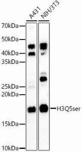 Western blot analysis of various lysates, using Anti-Histone H3