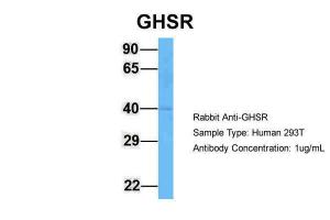 Anti-GHSR Rabbit Polyclonal Antibody