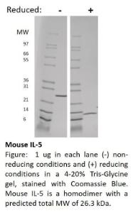 Mouse recombinant IL-5 (from <i>E. coli</i>)