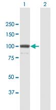 Anti-KIF23 Mouse Polyclonal Antibody