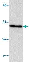 Anti-HAAO Rabbit Polyclonal Antibody