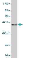 Anti-FOXO3 Mouse Monoclonal Antibody [clone: 3F12]