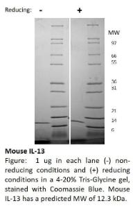 Mouse recombinant IL-13 (from <i>E. coli</i>)