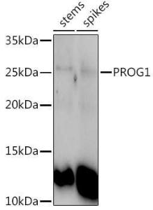 Western blot analysis of extracts of various tissues from the japonica rice (Oryza sativa L. ) variety Zhonghua 11, using Anti-PROG1 Antibody (A309902) at 1:1000 dilution. The secondary Antibody was Goat Anti-Rabbit IgG H&L Antibody (HRP) at 1:10000 dilution