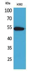 Western blot analysis of K562 cells using Anti-SIGLEC8 Antibody