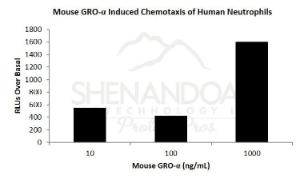 Mouse recombinant Gro-alpha/CXCL1 (from <i>E. coli</i>)